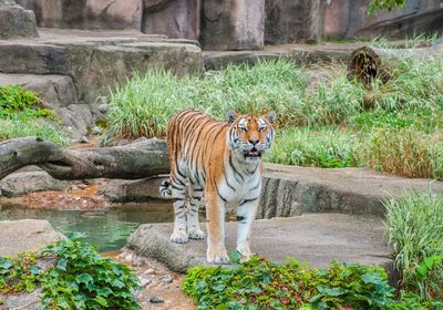 Lincoln park zoo chicago  il