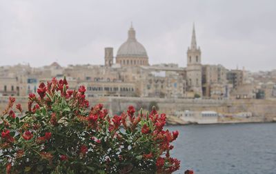 View of flowering plant against city skyline