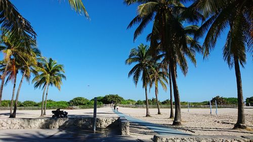 Palm trees against clear blue sky at beach