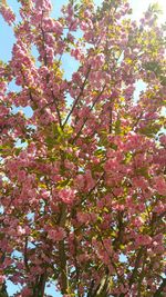 Low angle view of pink flowering tree