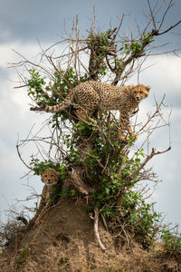 Cheetah cub stands in bush above another
