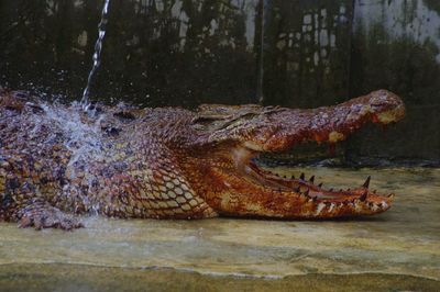 Close-up of an animal