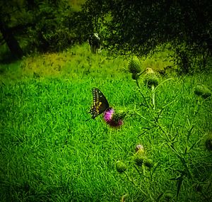 Butterfly on green land