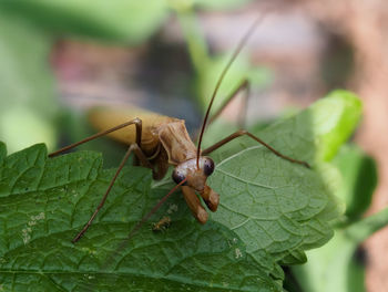 Close-up of insect on leaf