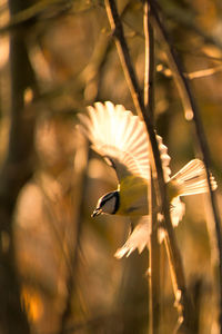 Close-up of bird flying