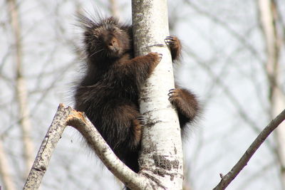 Low angle view of monkey on tree