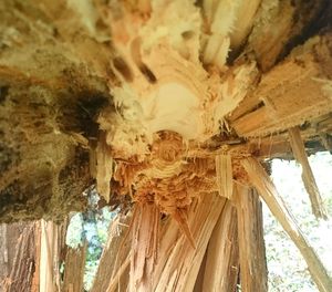 Low angle view of tree trunk