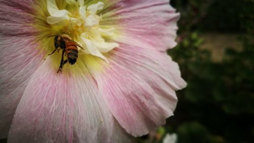 Close-up of bee on pink flower