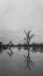 Scenic view of flooded field with trees