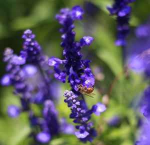 Close-up of bee pollinating on fresh purple flower