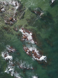 High angle view of fish swimming in sea