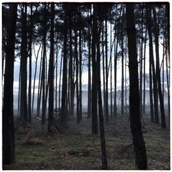 Trees in forest against sky