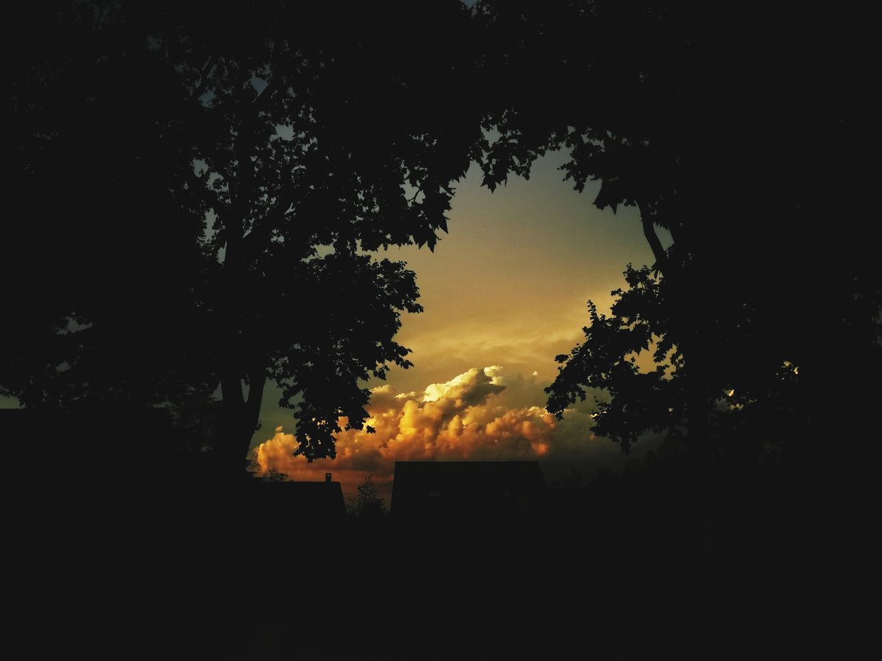 SILHOUETTE TREE AGAINST SKY AT NIGHT