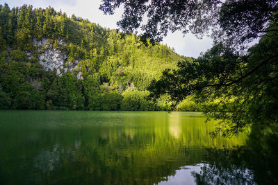 Scenic view of lake against trees in forest