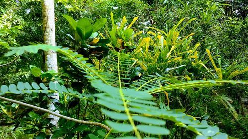 Close-up of fresh green plants