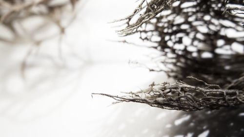 Close-up of frozen plant during winter