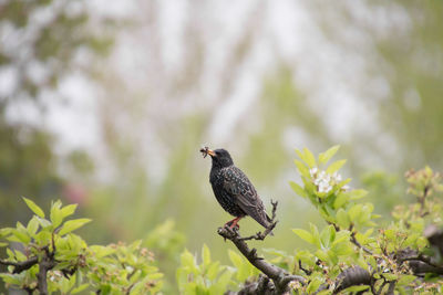 Close-up of bird perching on tree