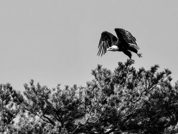 Low angle view of bird flying against clear sky