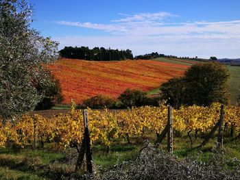 Scenic view of vineyard against sky