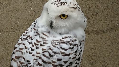 Close-up portrait of owl