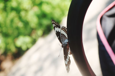 Close-up of butterfly on plant