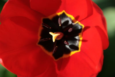 Close-up of red poppy blooming outdoors