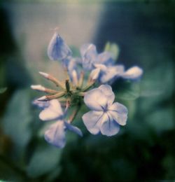 Close-up of flowers against blurred background