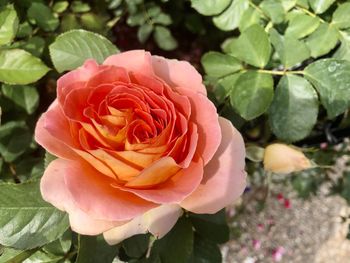 Close-up of pink rose