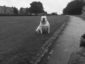 Portrait of dog on road