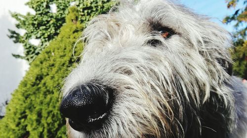 Close-up portrait of horse