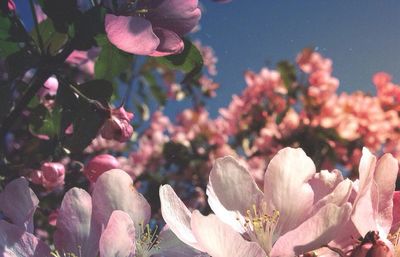 Close-up of pink flowers