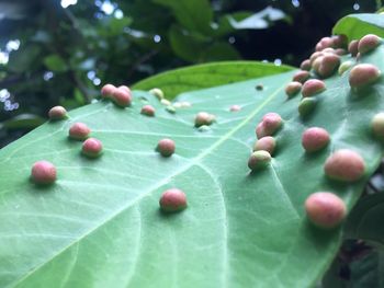 Close-up of berries growing on plant