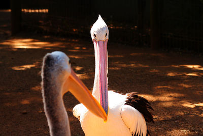 Two pelicans getting close, beak to beak.