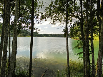 Scenic view of lake and trees in forest