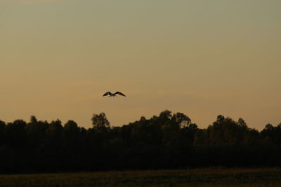 Bird flying in the sky