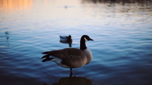 Bird flying over lake