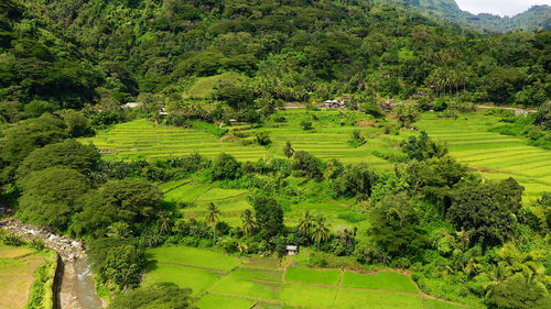 Bright landscape with rice terraces, view from above. rice terraces in the philippines. 
