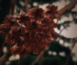 Close-up of plant against blurred background