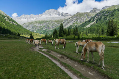 Cows grazing on landscape against mountains
