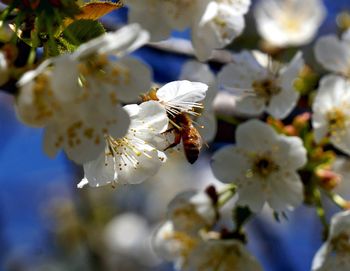 Close-up of insect on white flowers