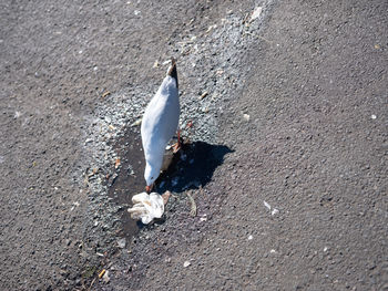 High angle view of seagull on road