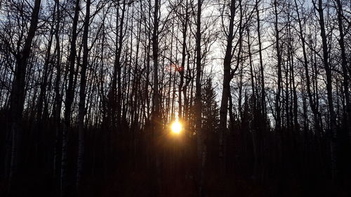 Trees against sky during sunset