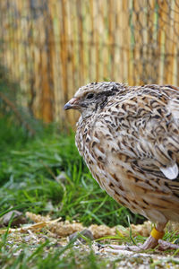 Isabelle coloured laying quail in proper husbandry is happy of life