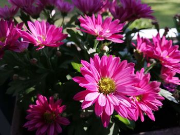 Close-up of pink flowers