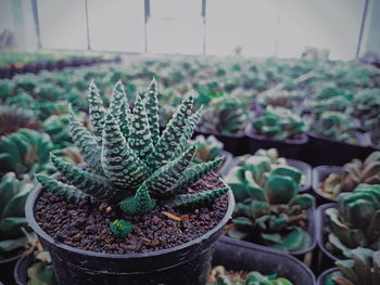 Close-up of succulent plants in greenhouse