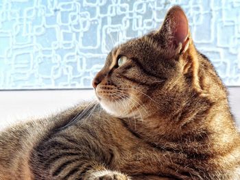 Close-up of a cat looking away