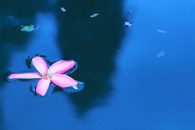 Close-up of pink flower floating on water