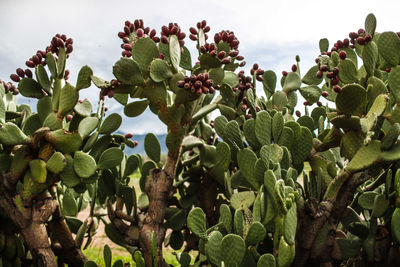 Close-up of succulent plant on field against sky