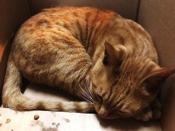 Close-up of ginger cat sleeping