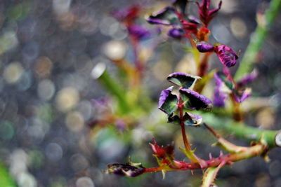 Close-up of purple flowering plant